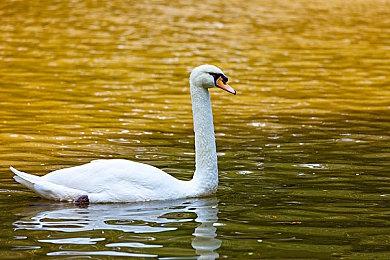 动画电影《白蛇：浮生》前瞻预告 2024年全国上映